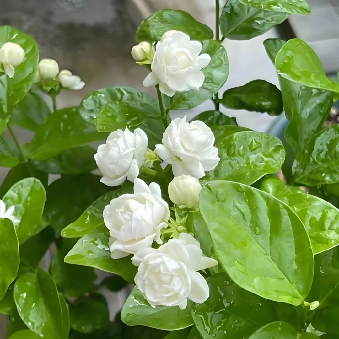 🏆 75K+ SOLD! 🌿❄️ Midnight Perfume Jasmine Seeds   