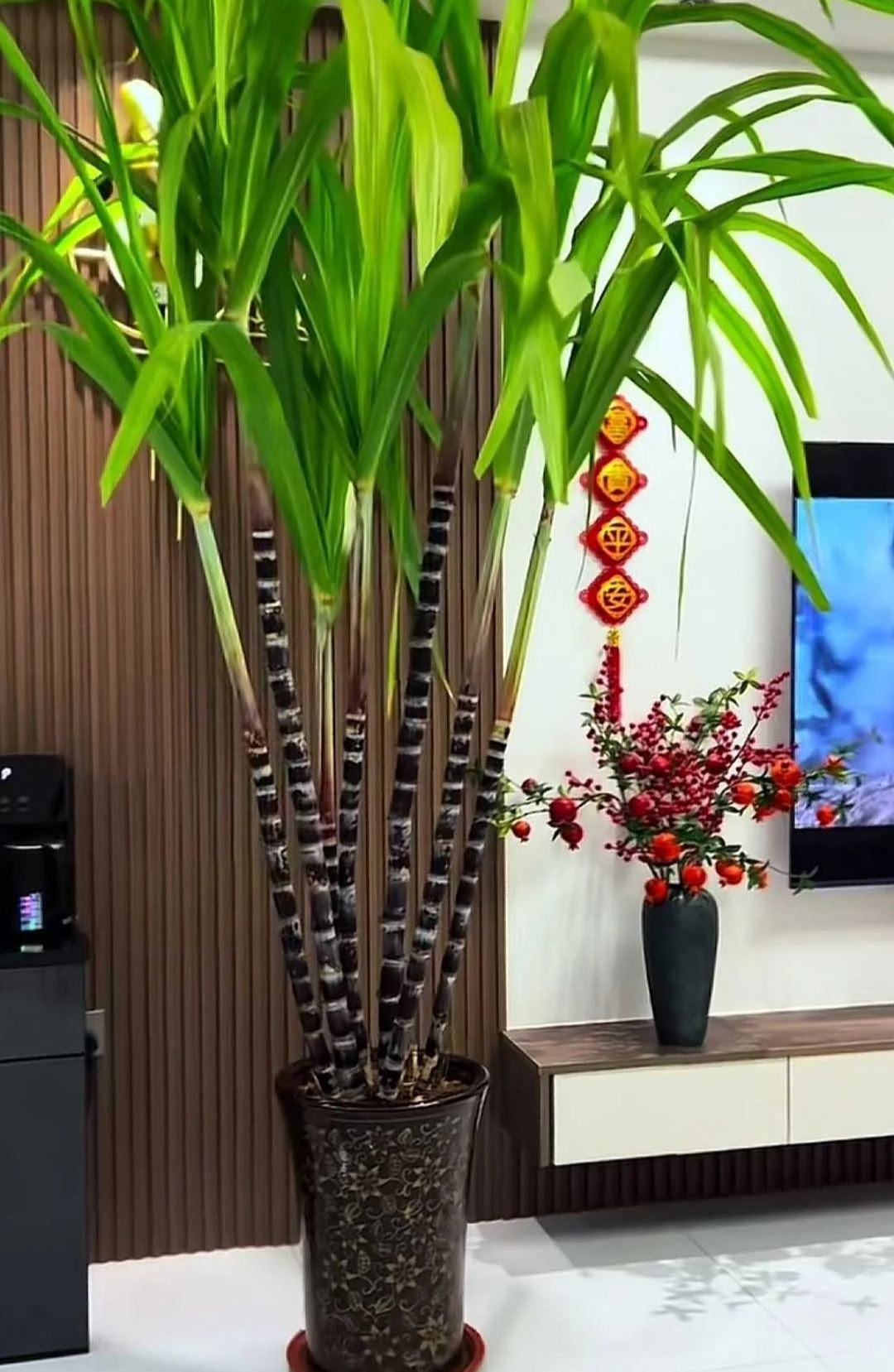 🌱 Premium Sugarcane Seeds —✨A Fun & Rewarding Plant to Grow 🌿