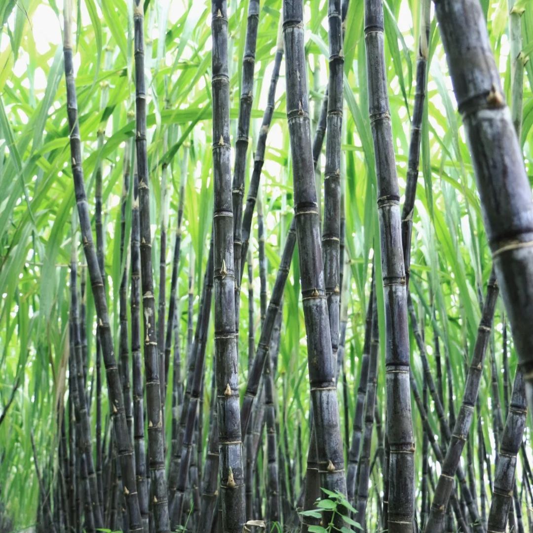 🌱 Premium Sugarcane Seeds —✨A Fun & Rewarding Plant to Grow 🌿