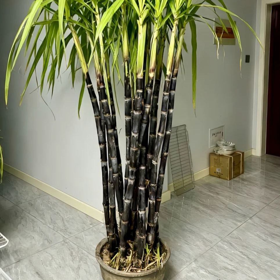 🌱 Premium Sugarcane Seeds —✨A Fun & Rewarding Plant to Grow 🌿