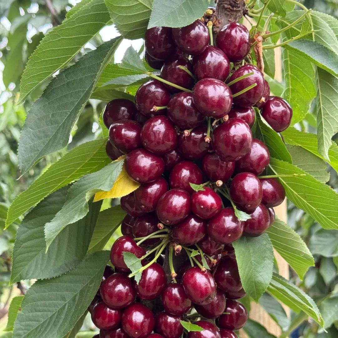 Rainier Cherry Fruit Seeds(🪴Buy 3 Get 1 Free🌿Can be planted in winter)