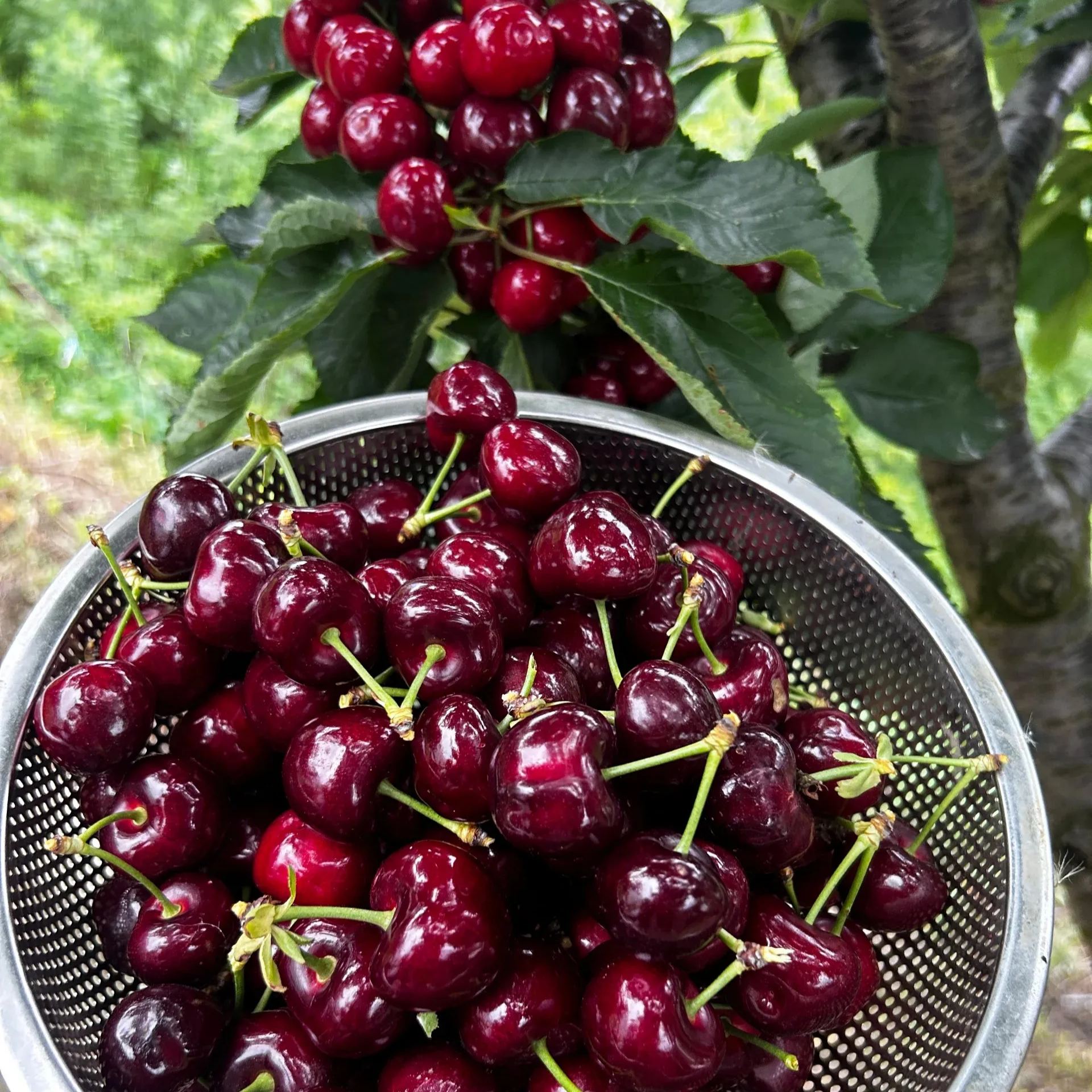 Rainier Cherry Fruit Seeds(🪴Buy 3 Get 1 Free🌿Can be planted in winter)