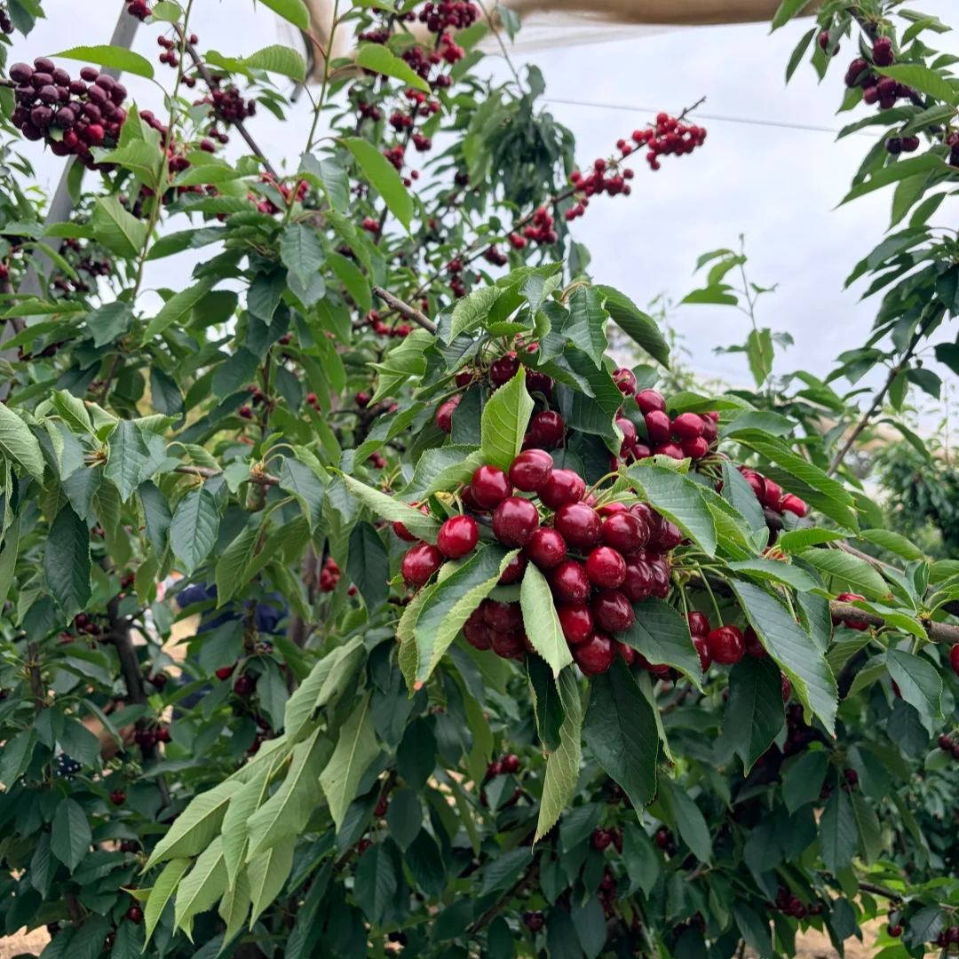 Rainier Cherry Fruit Seeds(🪴Buy 3 Get 1 Free🌿Can be planted in winter)