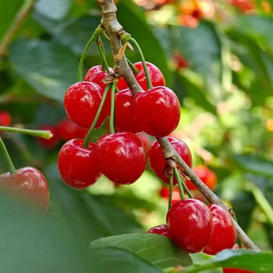 Rainier Cherry Fruit Seeds(🪴Buy 3 Get 1 Free🌿Can be planted in winter)