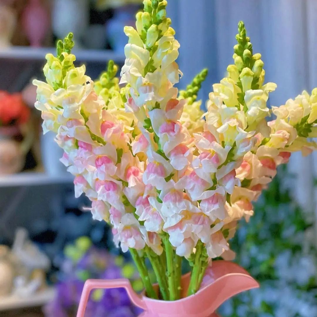 🌷Snapdragon Seeds – Bright Vertical Blooms That Last All Season
