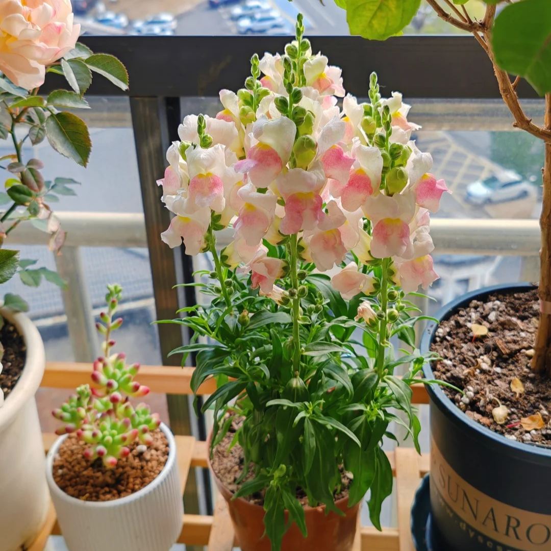 🌷Snapdragon Seeds – Bright Vertical Blooms That Last All Season