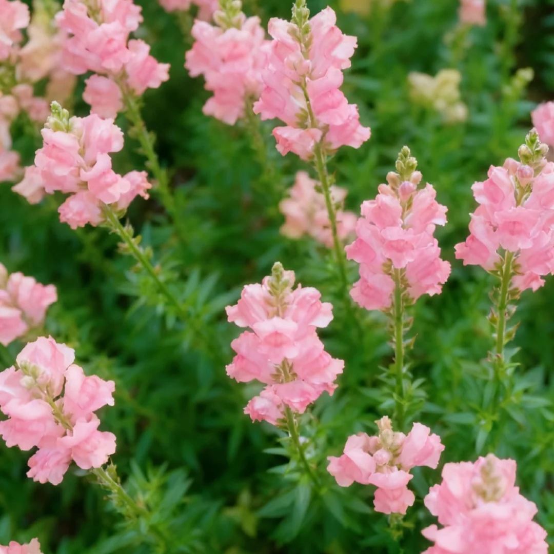 🌷Snapdragon Seeds – Bright Vertical Blooms That Last All Season