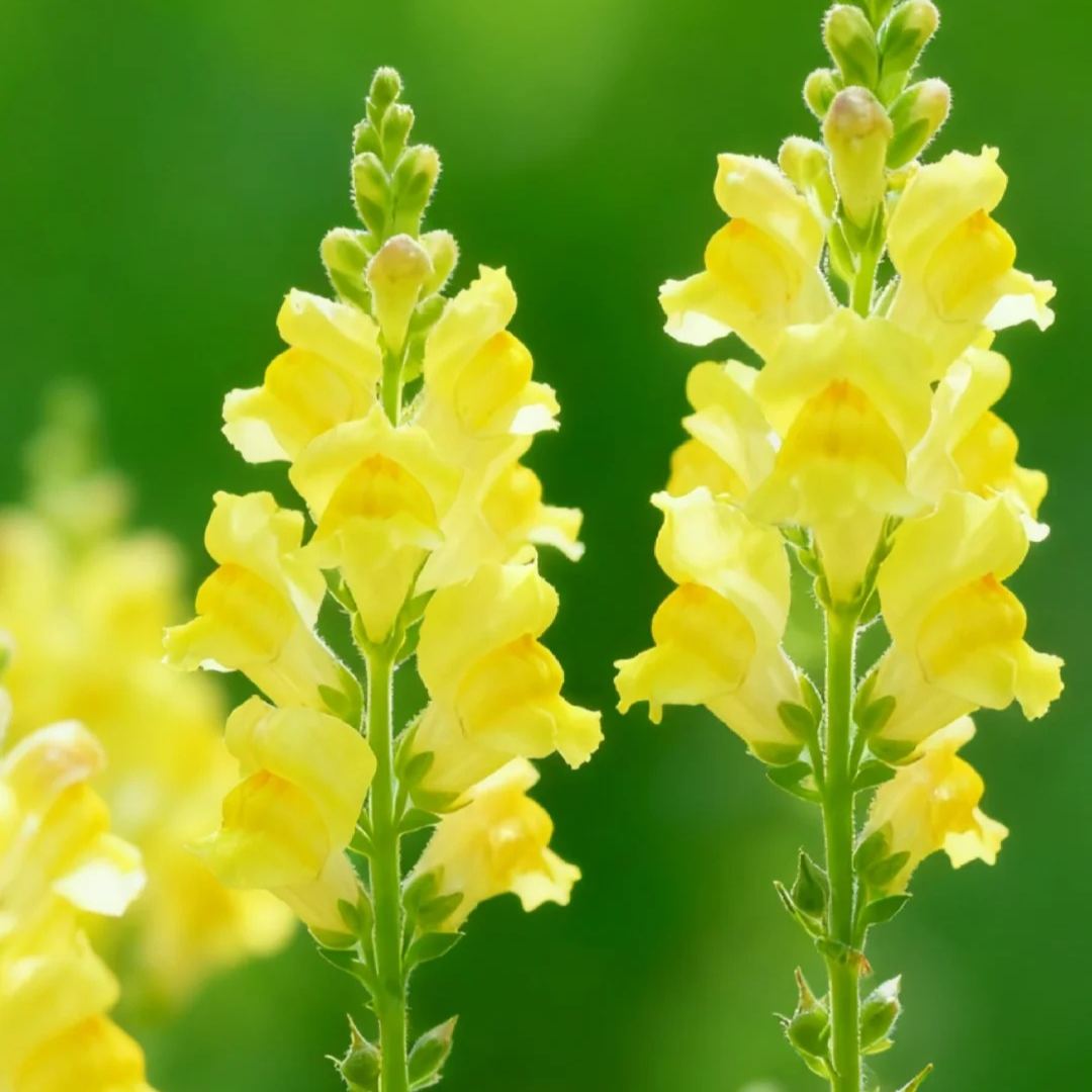 🌷Snapdragon Seeds – Bright Vertical Blooms That Last All Season