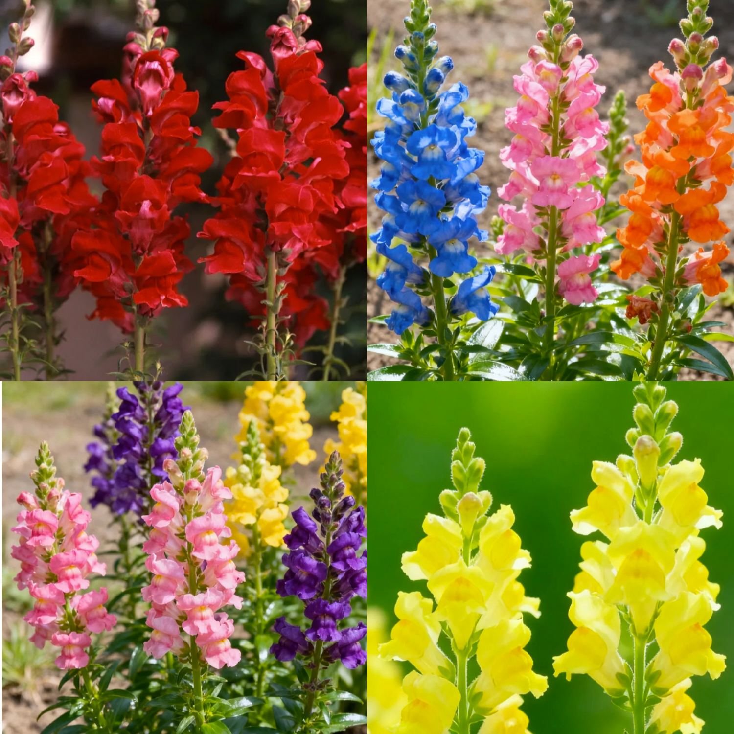 🌷Snapdragon Seeds – Bright Vertical Blooms That Last All Season