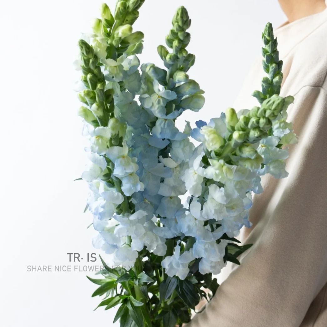 🌷Snapdragon Seeds – Bright Vertical Blooms That Last All Season