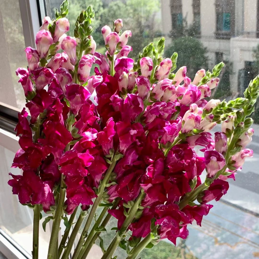 🌷Snapdragon Seeds – Bright Vertical Blooms That Last All Season