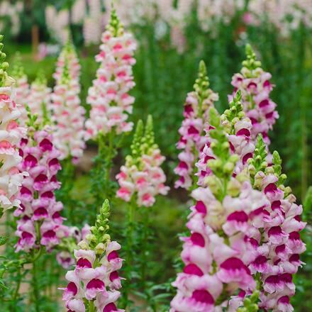 🌷Snapdragon Seeds – Bright Vertical Blooms That Last All Season