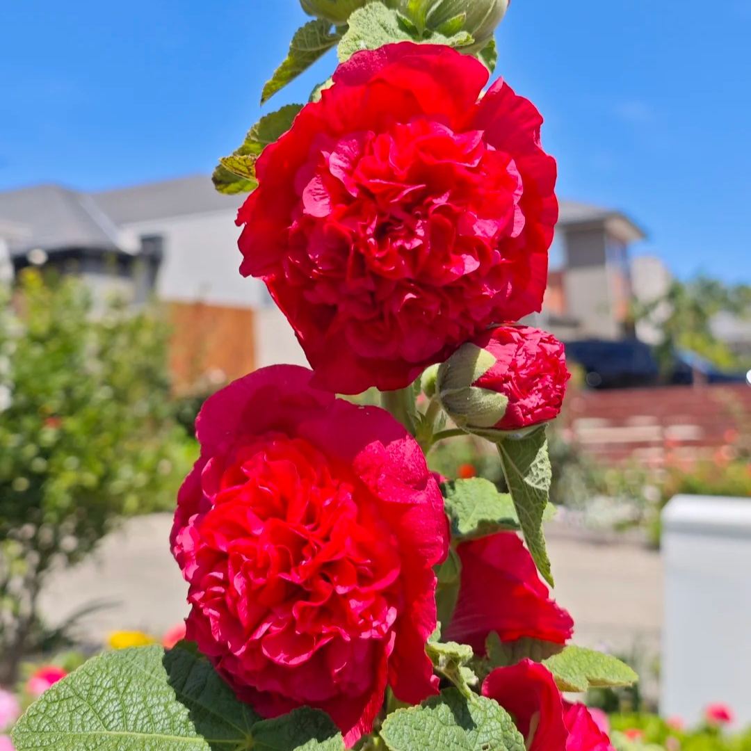 Double Hollyhock Seeds
