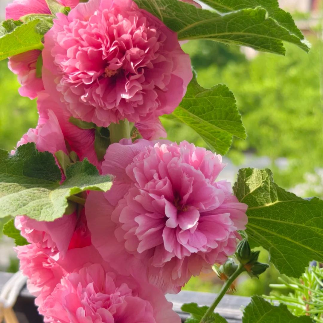 Double Hollyhock Seeds