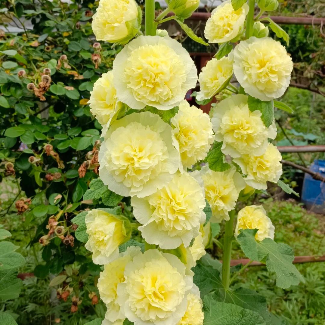 Double Hollyhock Seeds