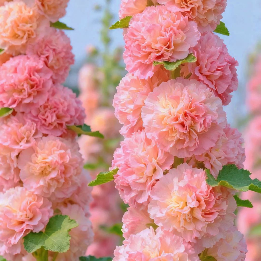 Double Hollyhock Seeds