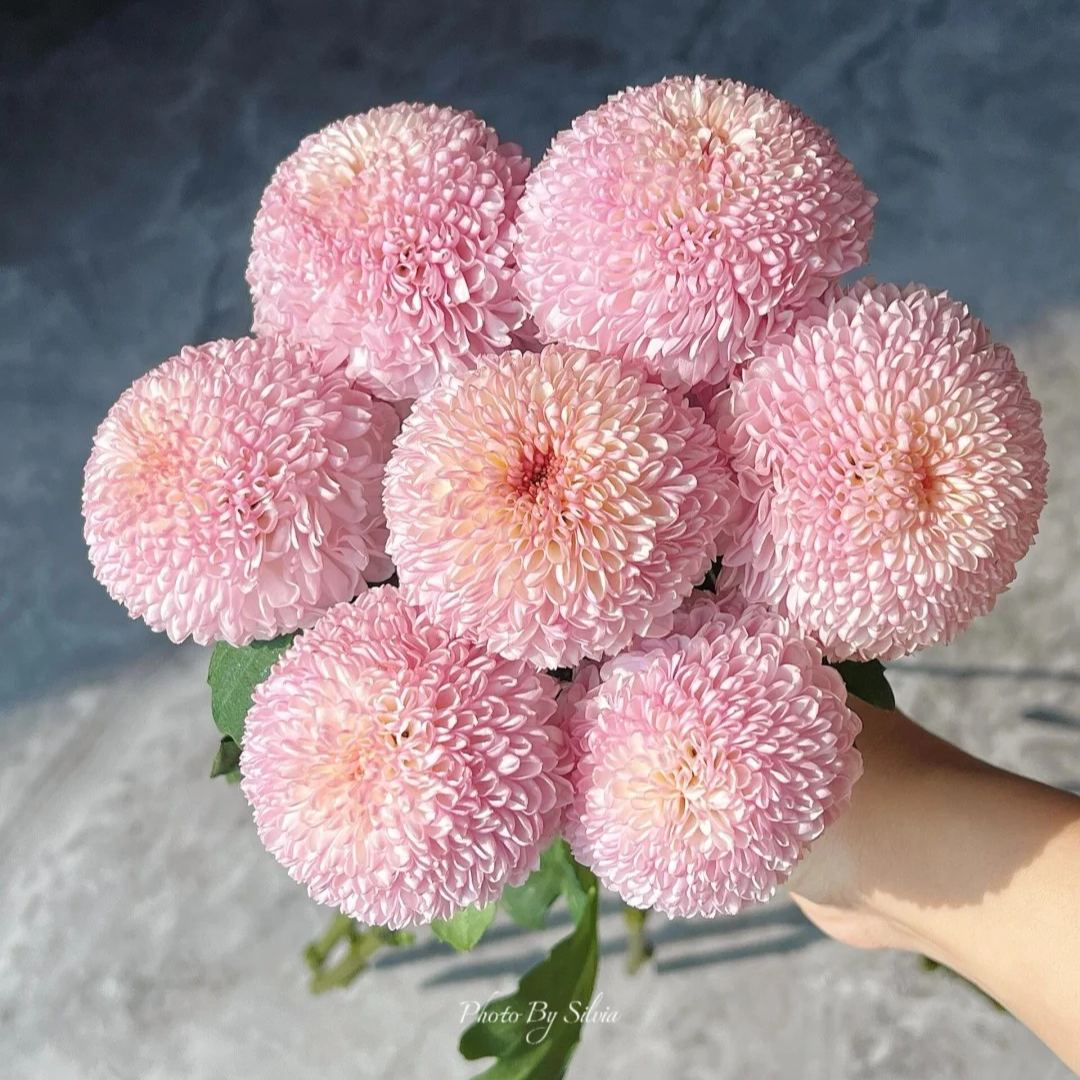 🏵️Colorful Ping Pong Chrysanthemum Seeds