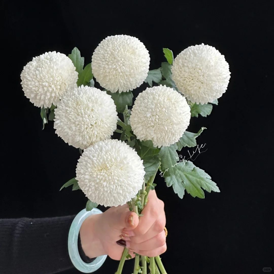 🏵️Colorful Ping Pong Chrysanthemum Seeds