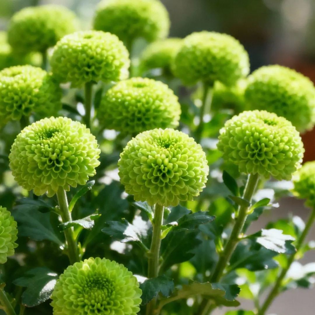 🏵️Colorful Ping Pong Chrysanthemum Seeds