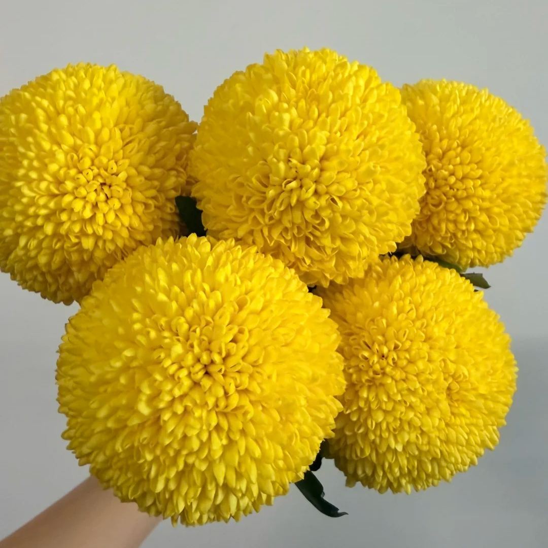 🏵️Colorful Ping Pong Chrysanthemum Seeds