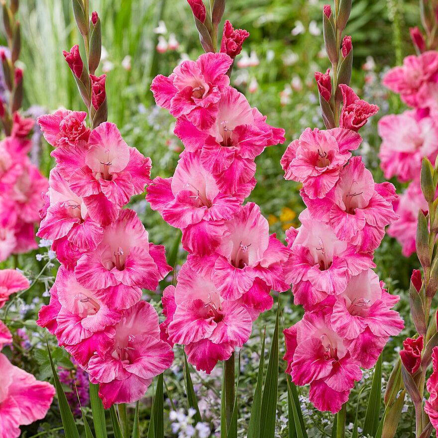 🎉Limited Time Offer: 50% Off : Gladiolus Bulbs!