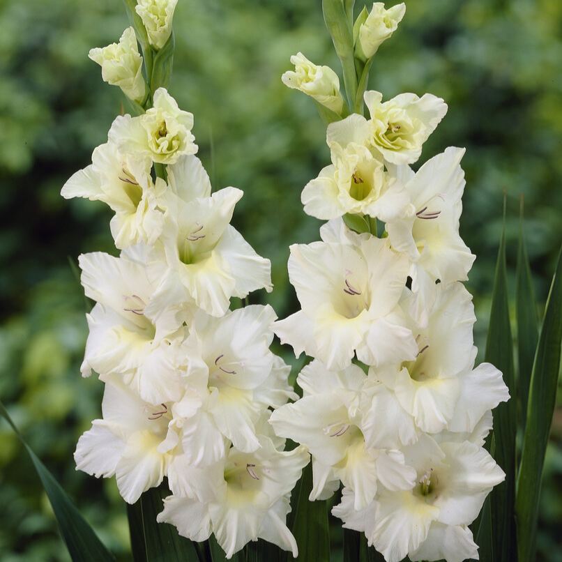 🎉Limited Time Offer: 50% Off : Gladiolus Bulbs!