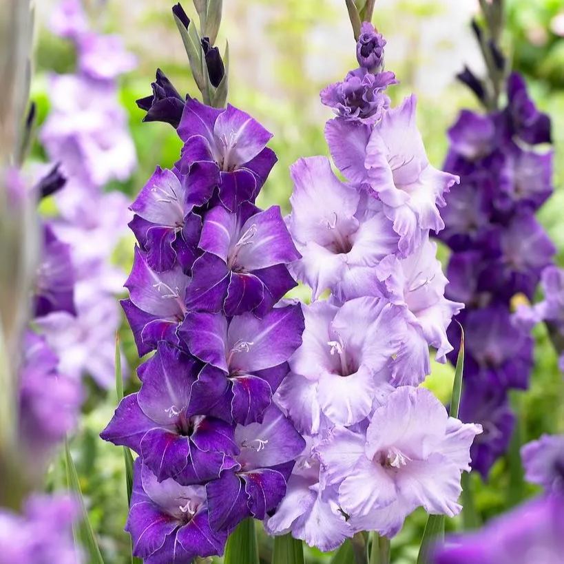 🎉Limited Time Offer: 50% Off : Gladiolus Bulbs!