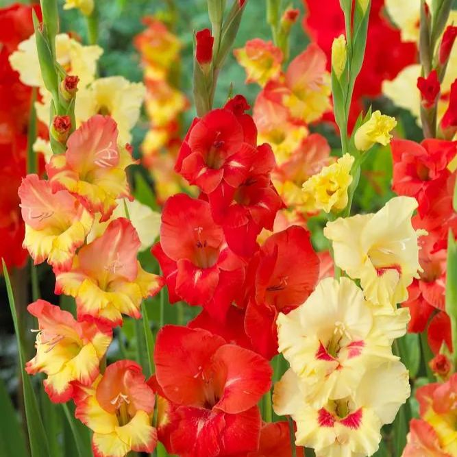 🎉Limited Time Offer: 50% Off : Gladiolus Bulbs!