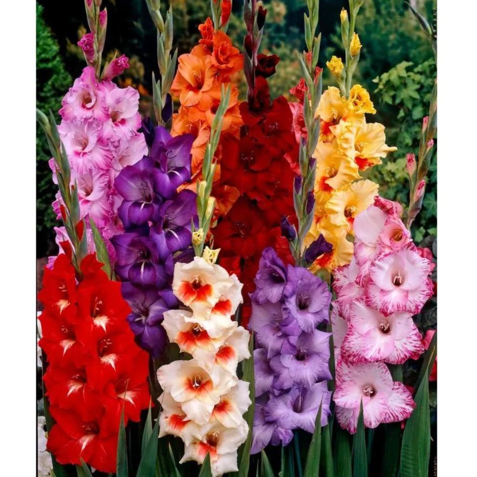 🎉Limited Time Offer: 50% Off : Gladiolus Bulbs!