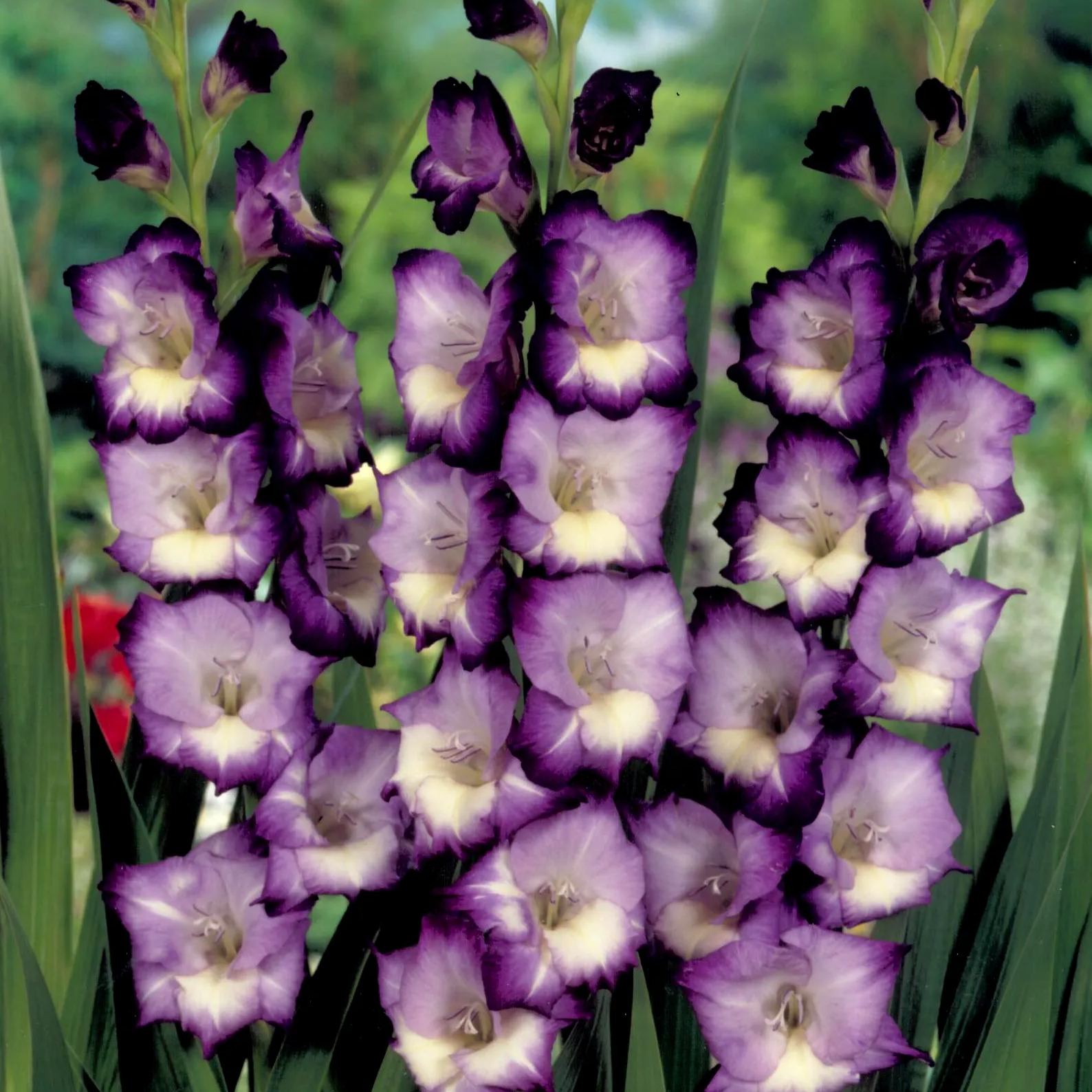🎉Limited Time Offer: 50% Off : Gladiolus Bulbs!