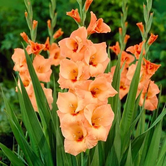 🎉Limited Time Offer: 50% Off : Gladiolus Bulbs!