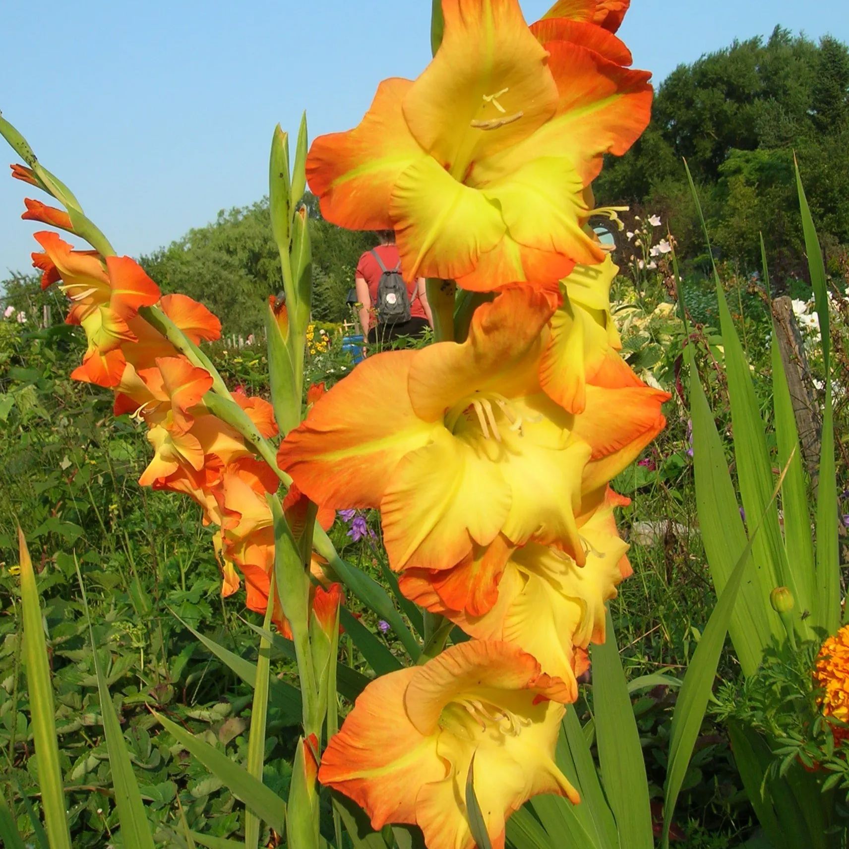 🎉Limited Time Offer: 50% Off : Gladiolus Bulbs!