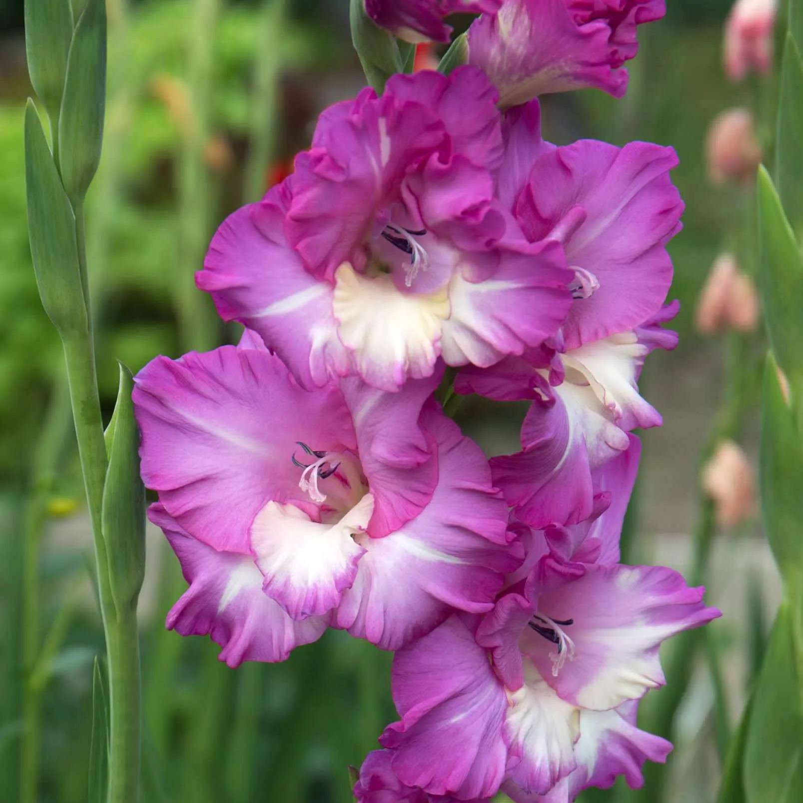 🎉Limited Time Offer: 50% Off : Gladiolus Bulbs!