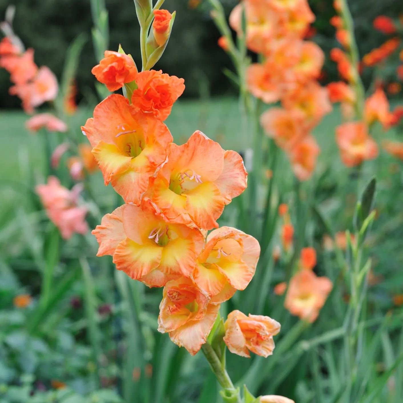 🎉Limited Time Offer: 50% Off : Gladiolus Bulbs!