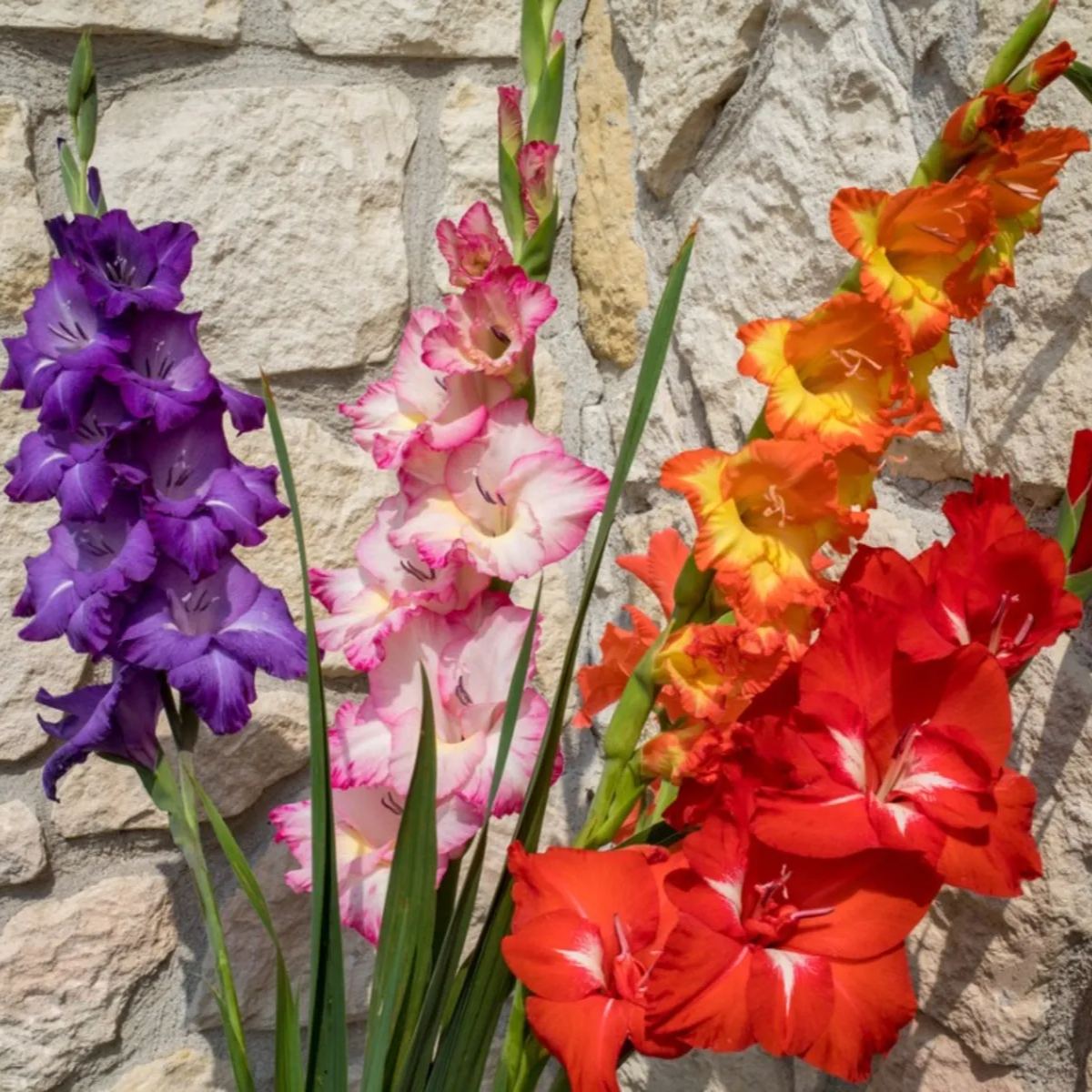 🎉Limited Time Offer: 50% Off : Gladiolus Bulbs!