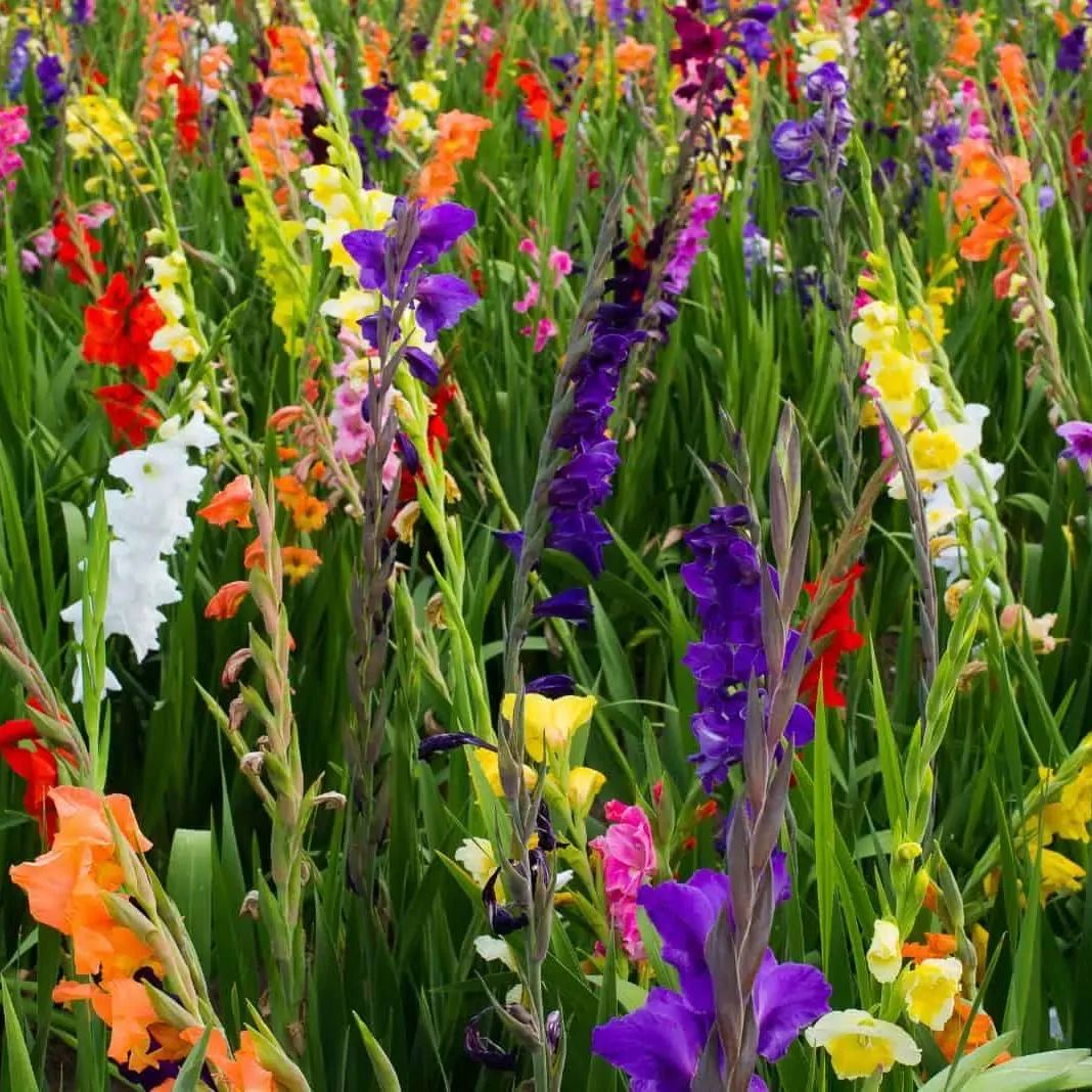 🎉Limited Time Offer: 50% Off : Gladiolus Bulbs!