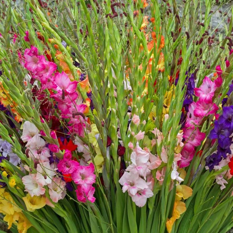 🎉Limited Time Offer: 50% Off : Gladiolus Bulbs!