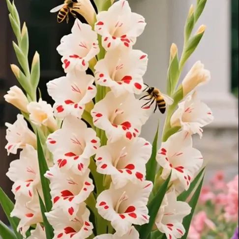 🎉Limited Time Offer: 50% Off : Gladiolus Bulbs!