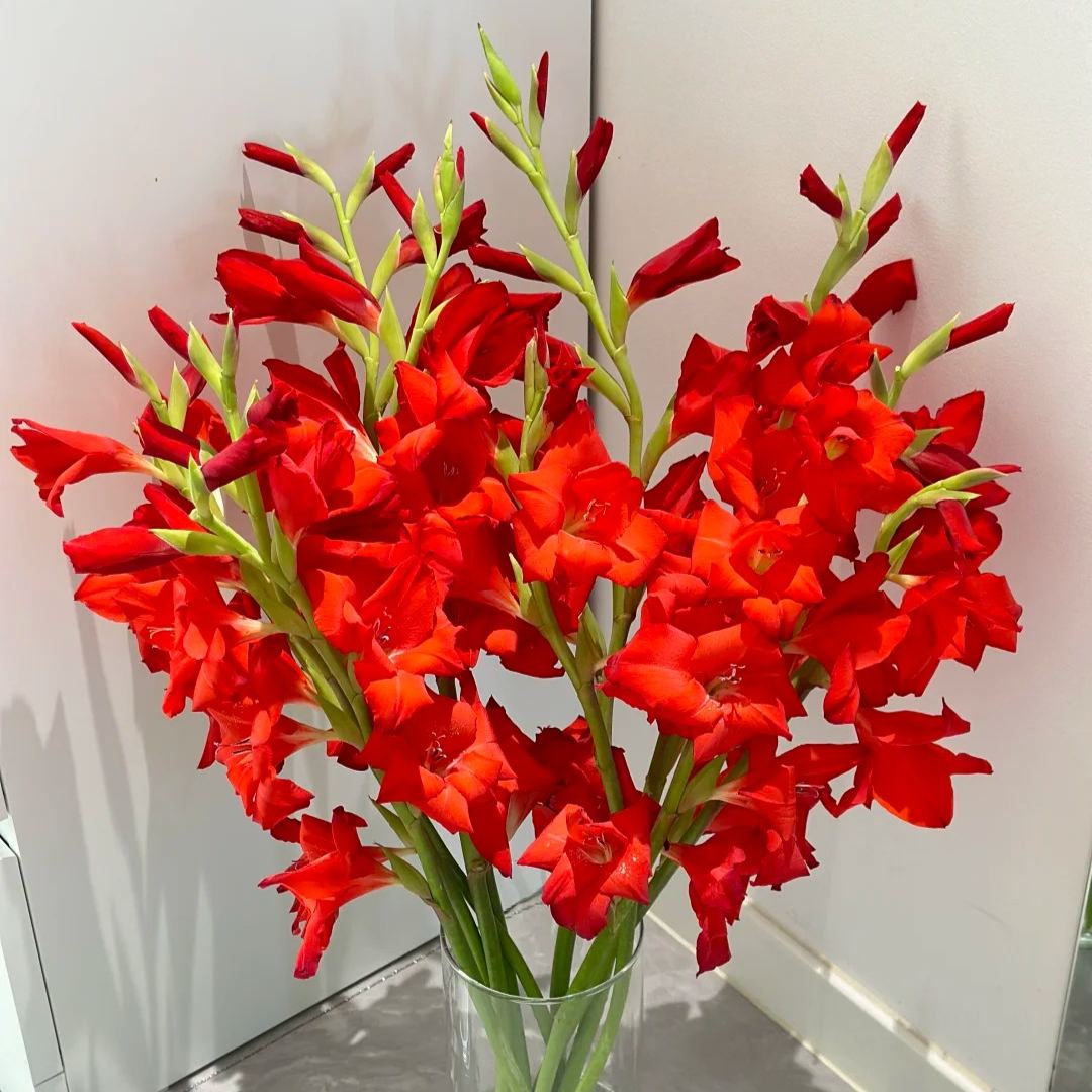 🎉Limited Time Offer: 50% Off : Gladiolus Bulbs!