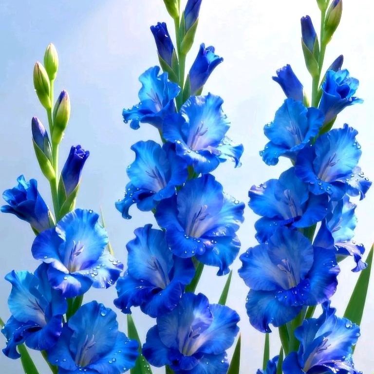 🎉Limited Time Offer: 50% Off : Gladiolus Bulbs!