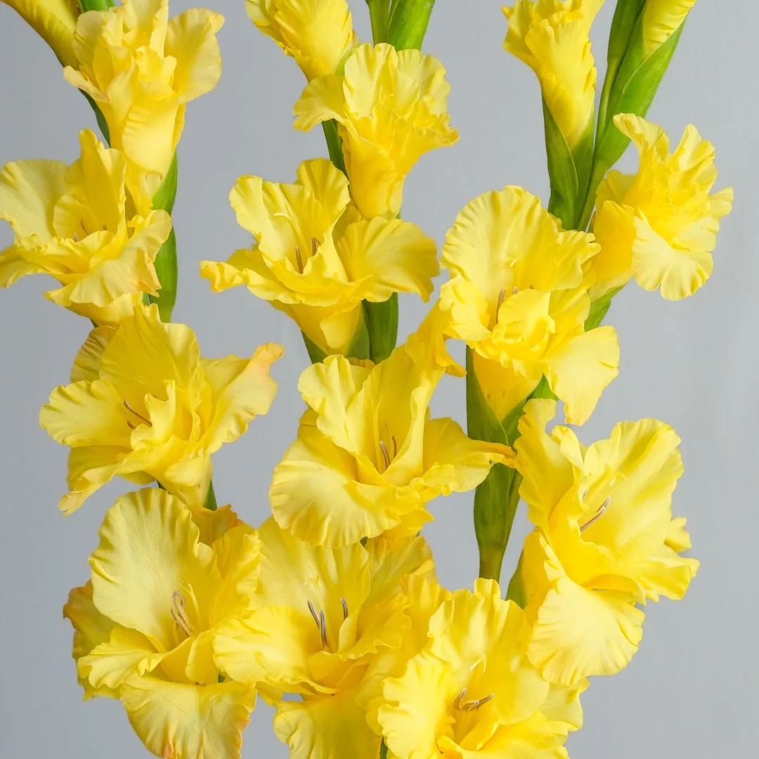 🎉Limited Time Offer: 50% Off : Gladiolus Bulbs!