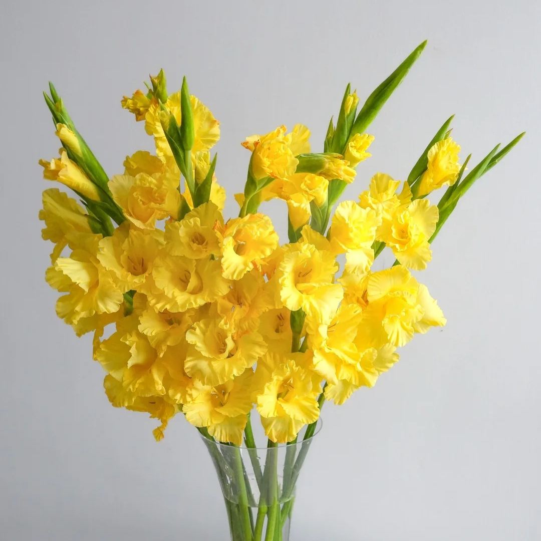 🎉Limited Time Offer: 50% Off : Gladiolus Bulbs!