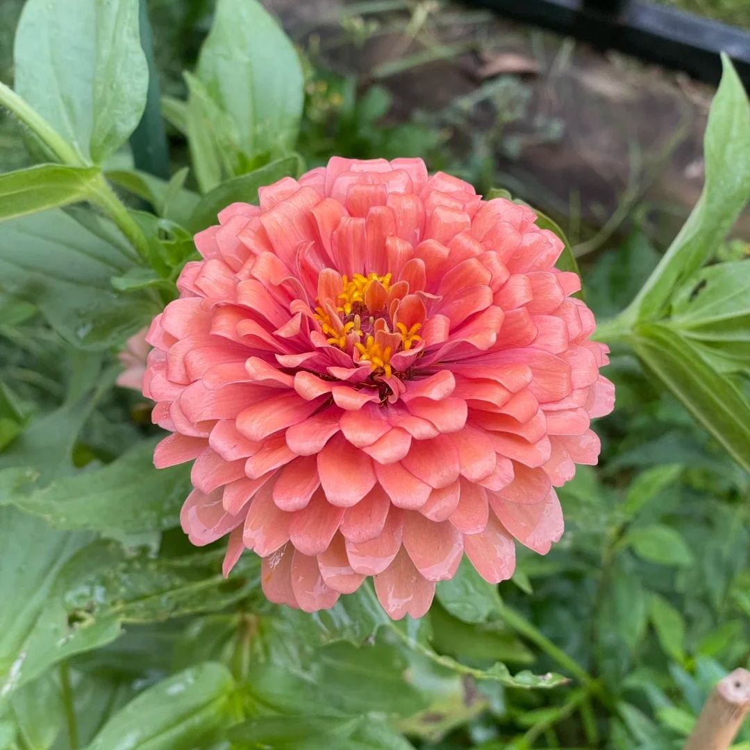 🌺Double Zinnia Mixed Color Seeds