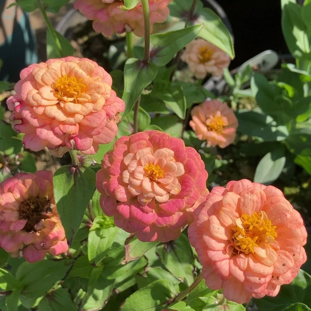🌺Double Zinnia Mixed Color Seeds