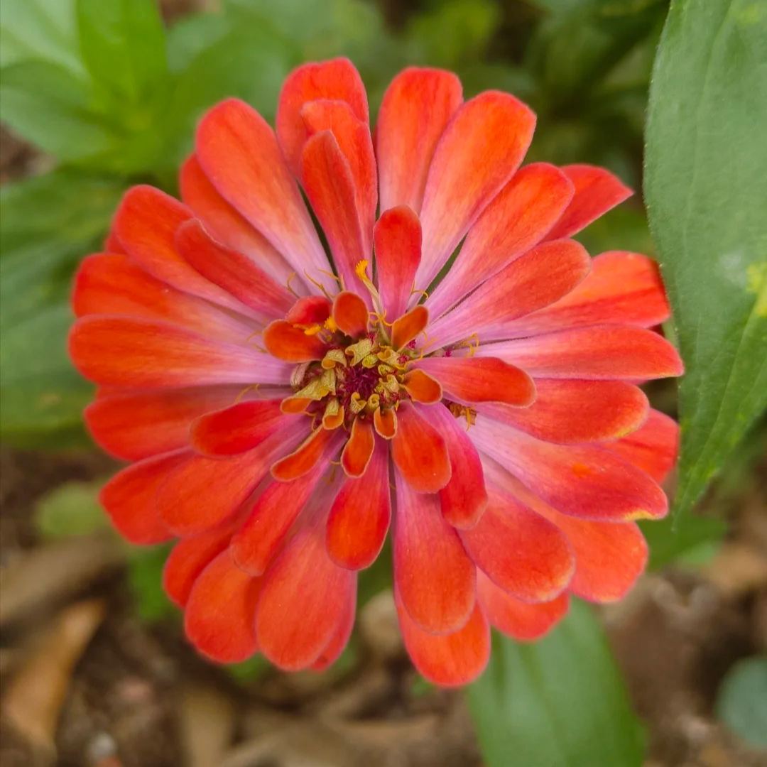 🌺Double Zinnia Mixed Color Seeds