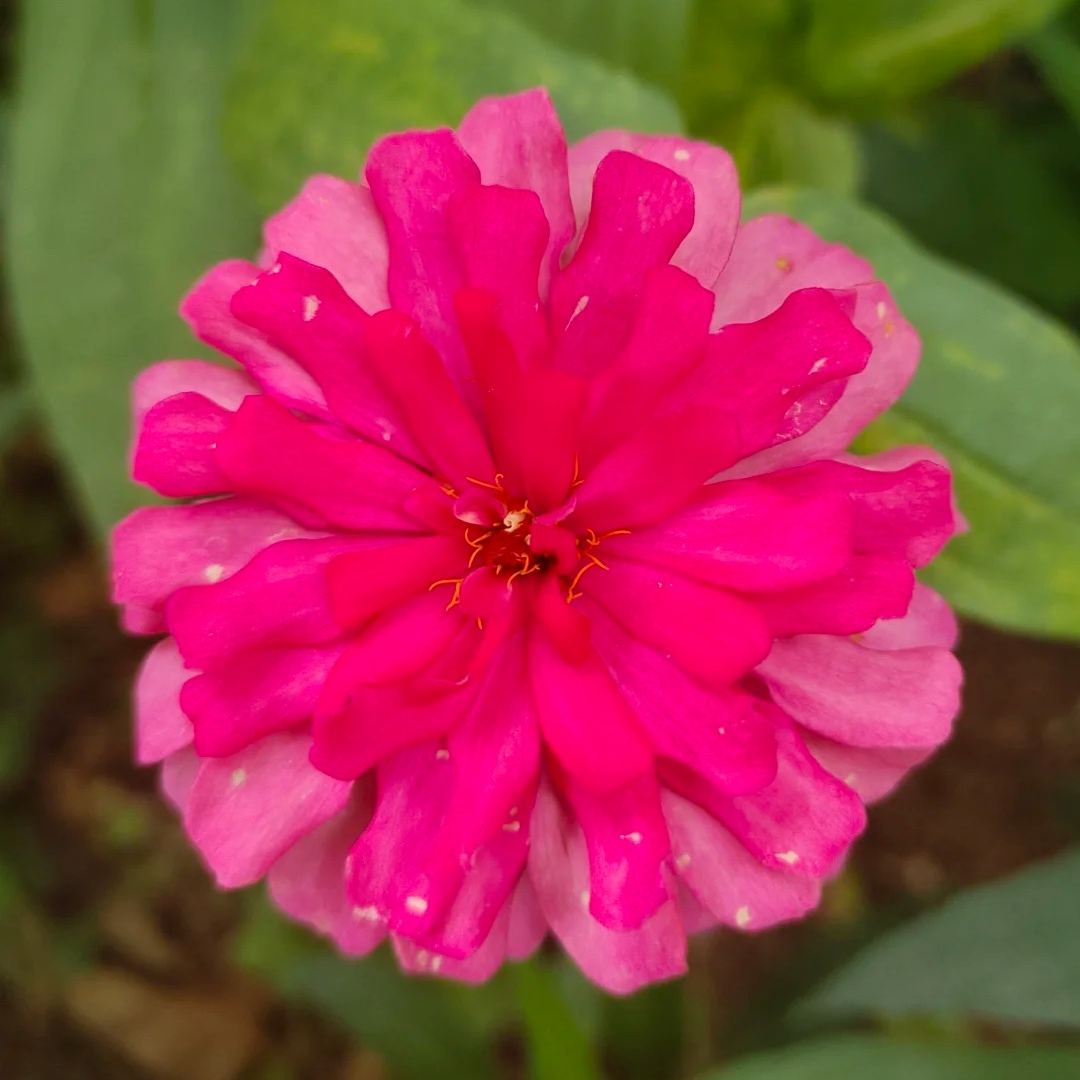 🌺Double Zinnia Mixed Color Seeds