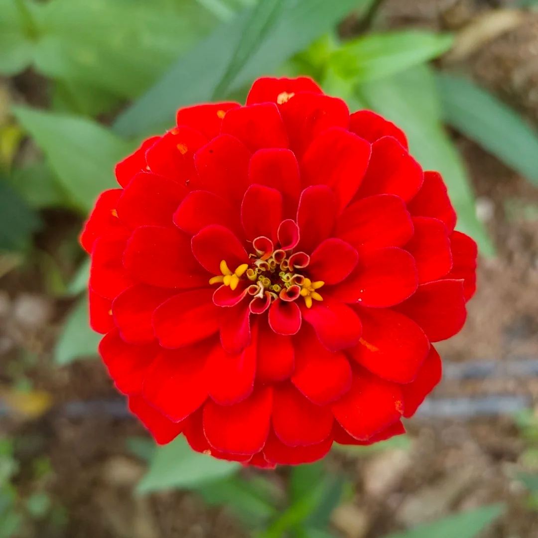 🌺Double Zinnia Mixed Color Seeds