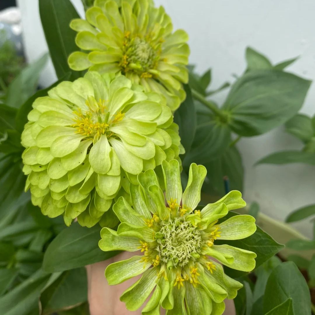 🌺Double Zinnia Mixed Color Seeds