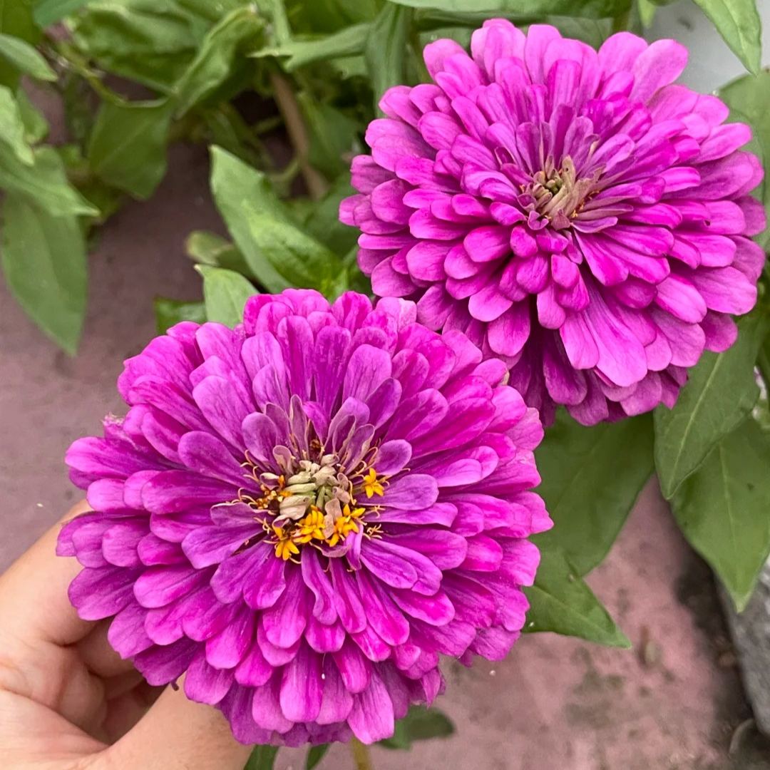 🌺Double Zinnia Mixed Color Seeds
