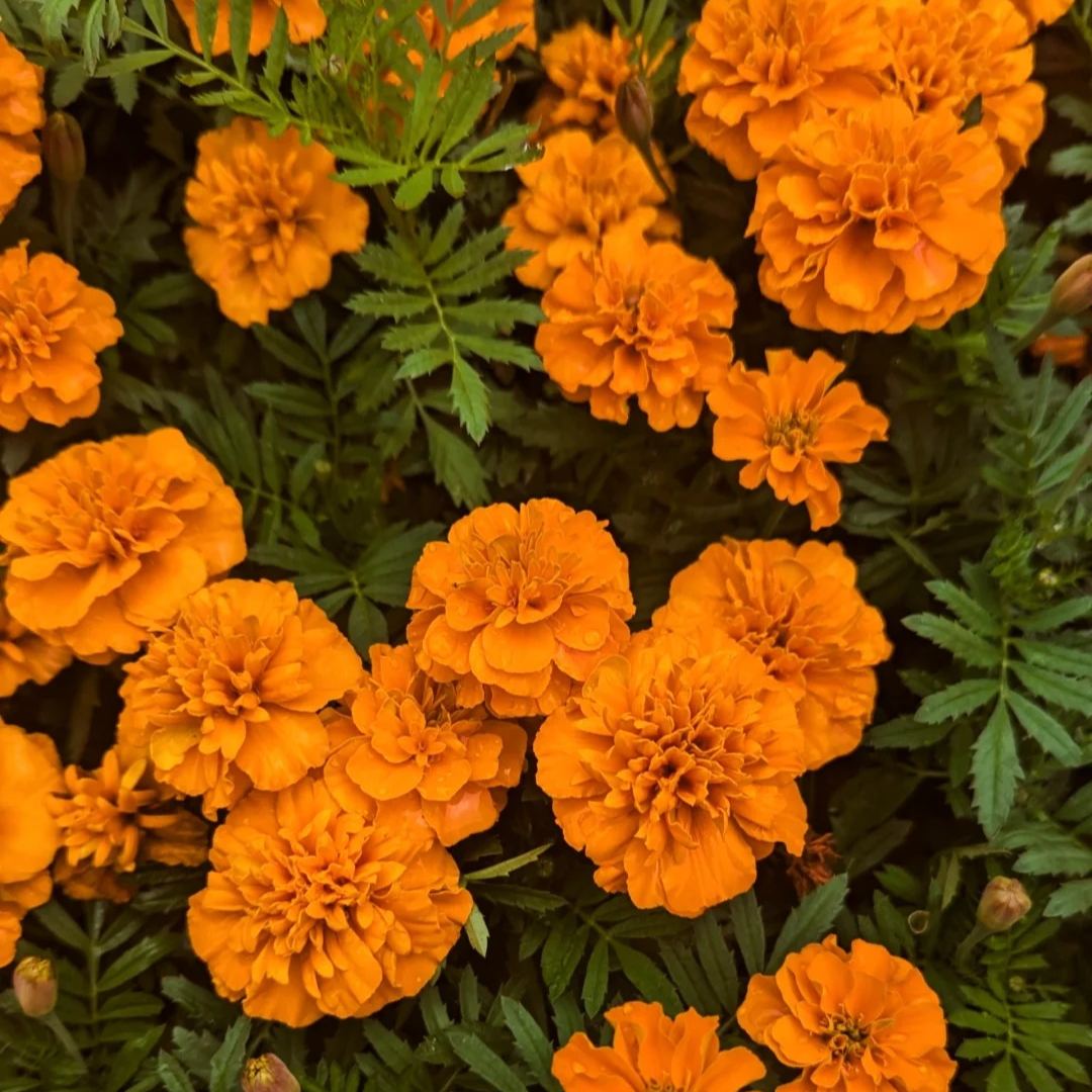 🌺Double Zinnia Mixed Color Seeds